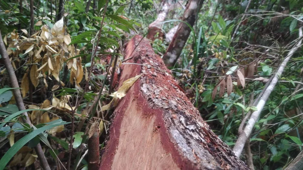 Rừng ở Ia Grai (Gia Lai) bị “xẻ thịt” tràn lan ảnh 9