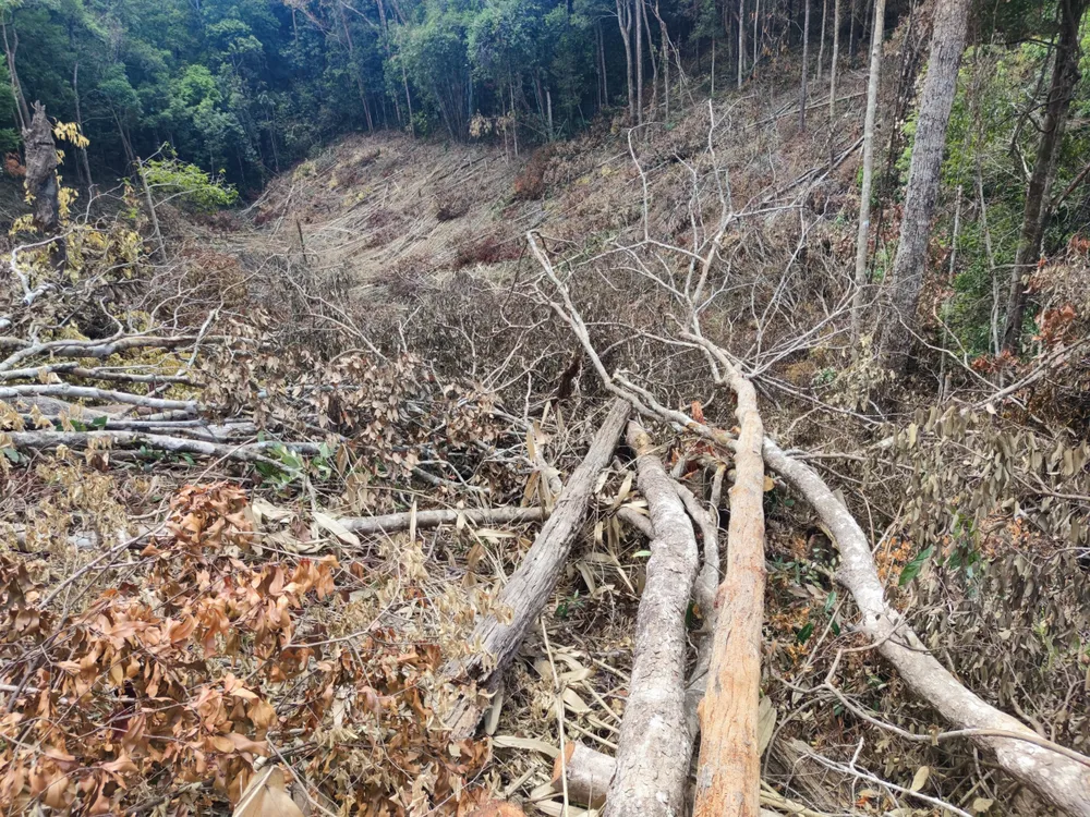Rừng ở Ia Grai (Gia Lai) bị “xẻ thịt” tràn lan ảnh 7