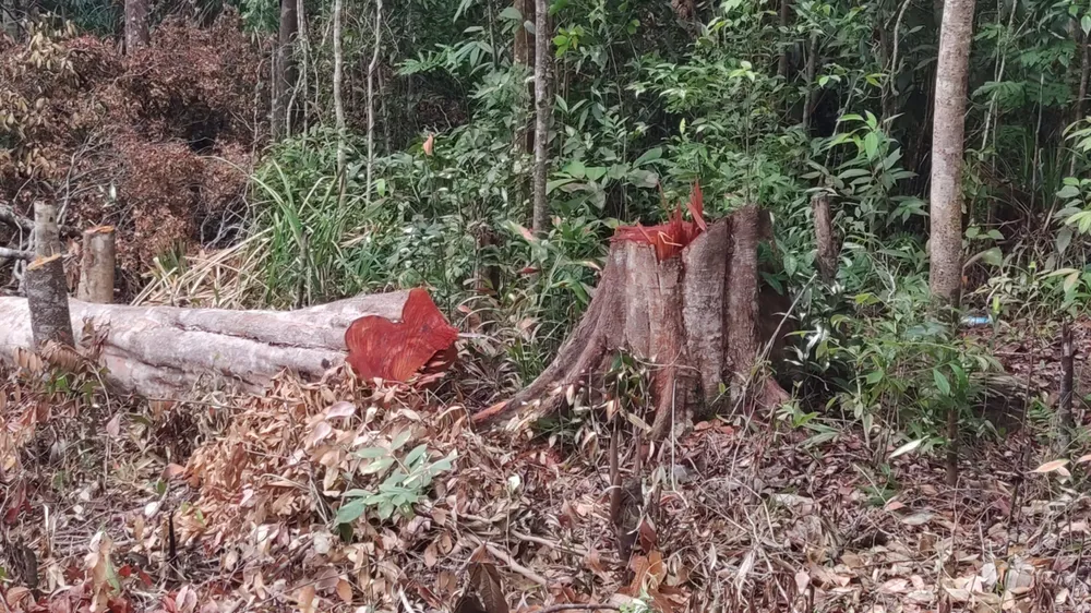 Rừng ở Ia Grai (Gia Lai) bị “xẻ thịt” tràn lan ảnh 6