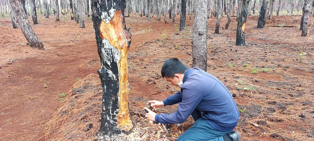 Rừng thông tuyệt đẹp ở Đắk Đoa bị “xẻ thịt” ảnh 14