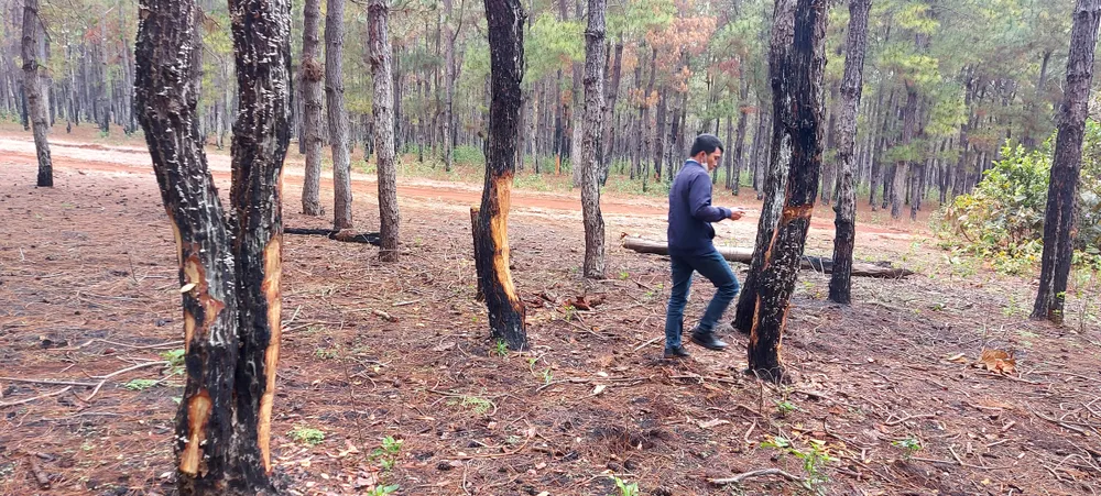 Rừng thông tuyệt đẹp ở Đắk Đoa bị “xẻ thịt” ảnh 15