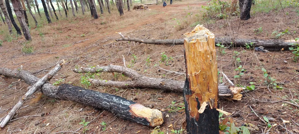 Rừng thông tuyệt đẹp ở Đắk Đoa bị “xẻ thịt” ảnh 7