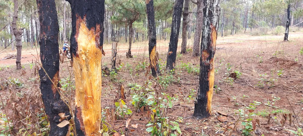 Rừng thông tuyệt đẹp ở Đắk Đoa bị “xẻ thịt” ảnh 6