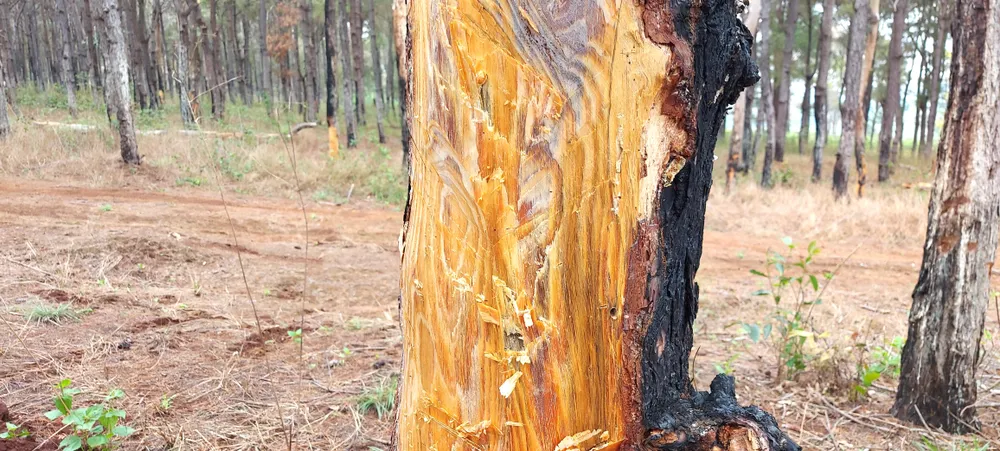 Rừng thông tuyệt đẹp ở Đắk Đoa bị “xẻ thịt” ảnh 5