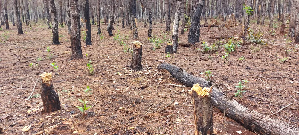 Rừng thông tuyệt đẹp ở Đắk Đoa bị “xẻ thịt” ảnh 4