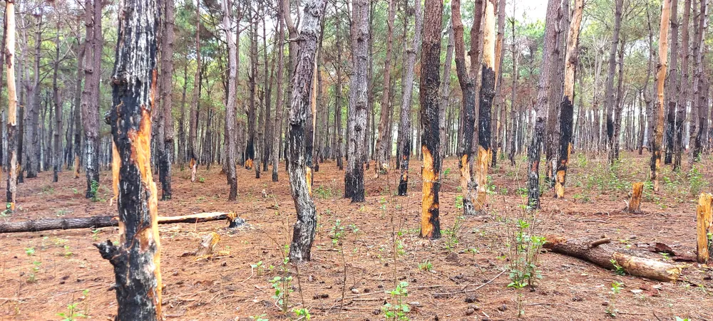 Yêu cầu làm rõ trách nhiệm cá nhân để rừng thông tuyệt đẹp bị “xẻ thịt”  ảnh 2
