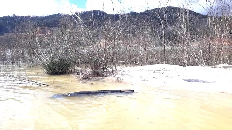 Kon Tum: Đề nghị công an điều tra vụ thuỷ điện tích nước làm chết hơn 25 hecta rừng ảnh 2
