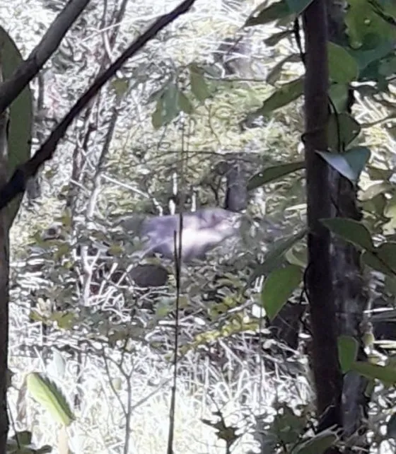 Voi rừng lại xuất hiện ở biên giới Ia Mơ ảnh 2