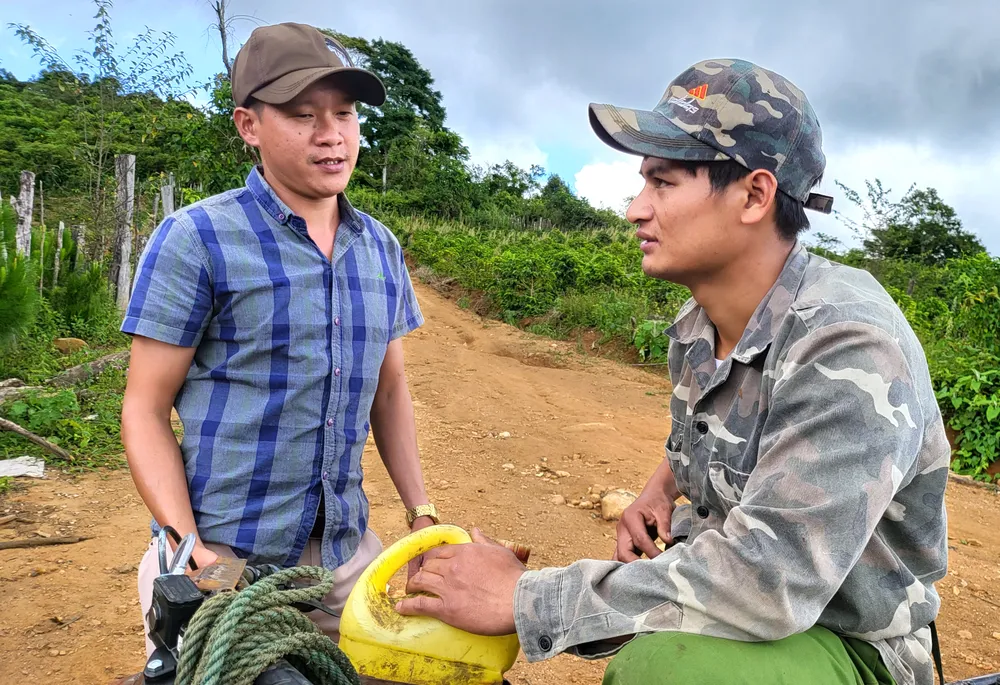 Đã xác định nguyên nhân sâm Ngọc Linh chết hàng loạt ảnh 5