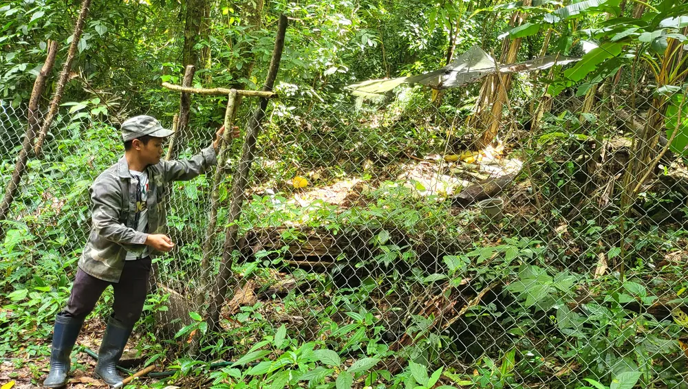 Đã xác định nguyên nhân sâm Ngọc Linh chết hàng loạt ảnh 6
