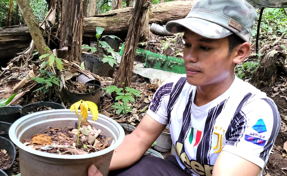 Sâm Ngọc Linh chết như ngã rạ, kiến nghị khoanh nợ cho nông dân ảnh 3