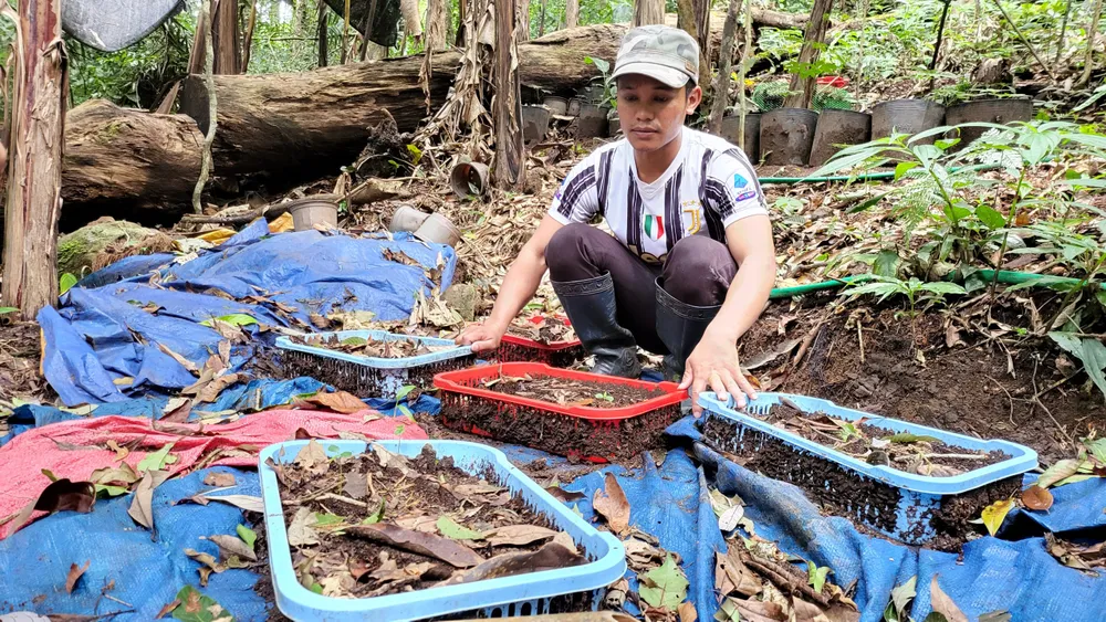 Sâm Ngọc Linh chết như ngã rạ, kiến nghị khoanh nợ cho nông dân ảnh 2