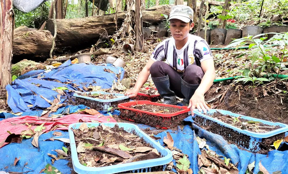 Kiểm lâm tập huấn kỹ thuật phòng trừ sâu bệnh trên “quốc bảo” Sâm Ngọc Linh ảnh 3