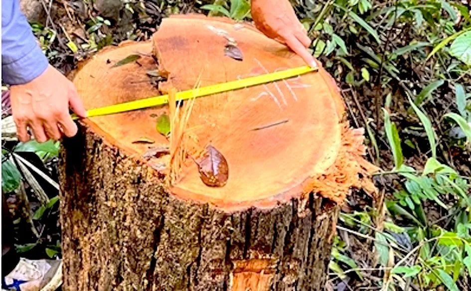 Kỷ luật các cá nhân để lâm tặc tàn phá 147m³ gỗ ở Kon Tum ảnh 1