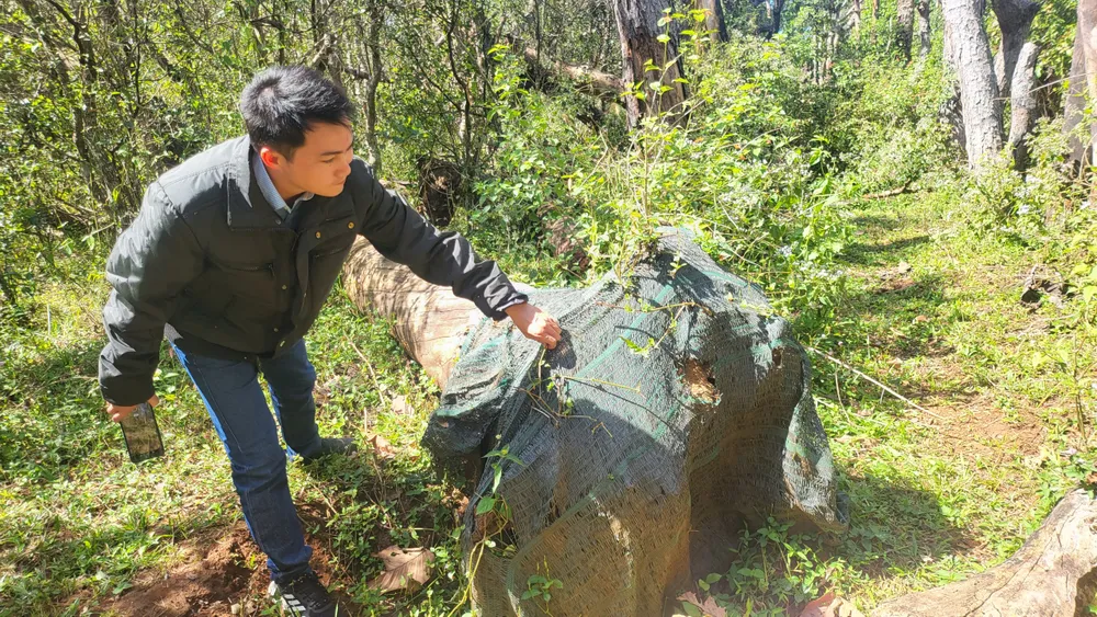 Cây chết bị ngã đổ, phần gốc bị bó vẫn hiện rõ