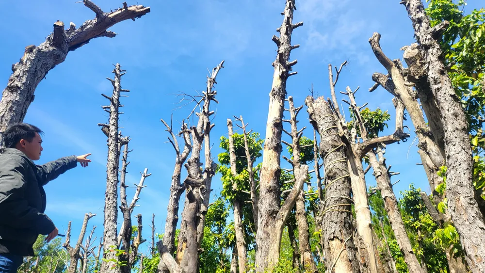 Cây di dời bị chết nhiều