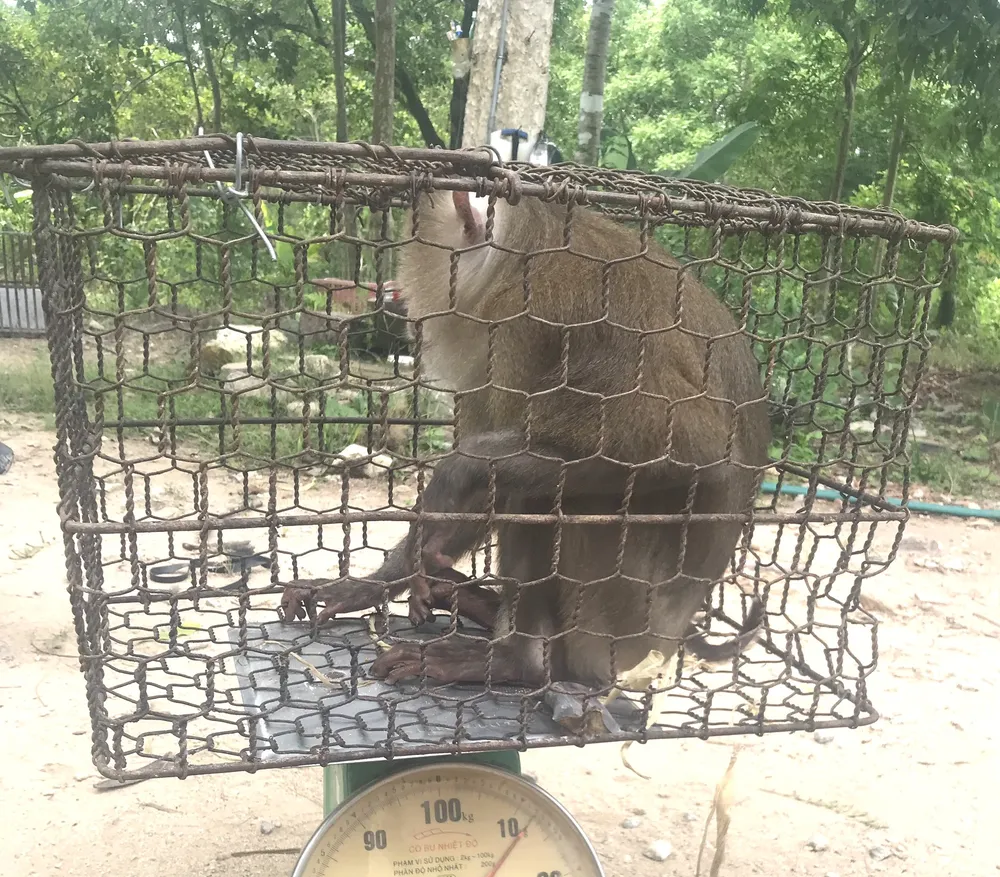 Cá thể khỉ đuôi lợn Cá thể khỉ đuôi lợn