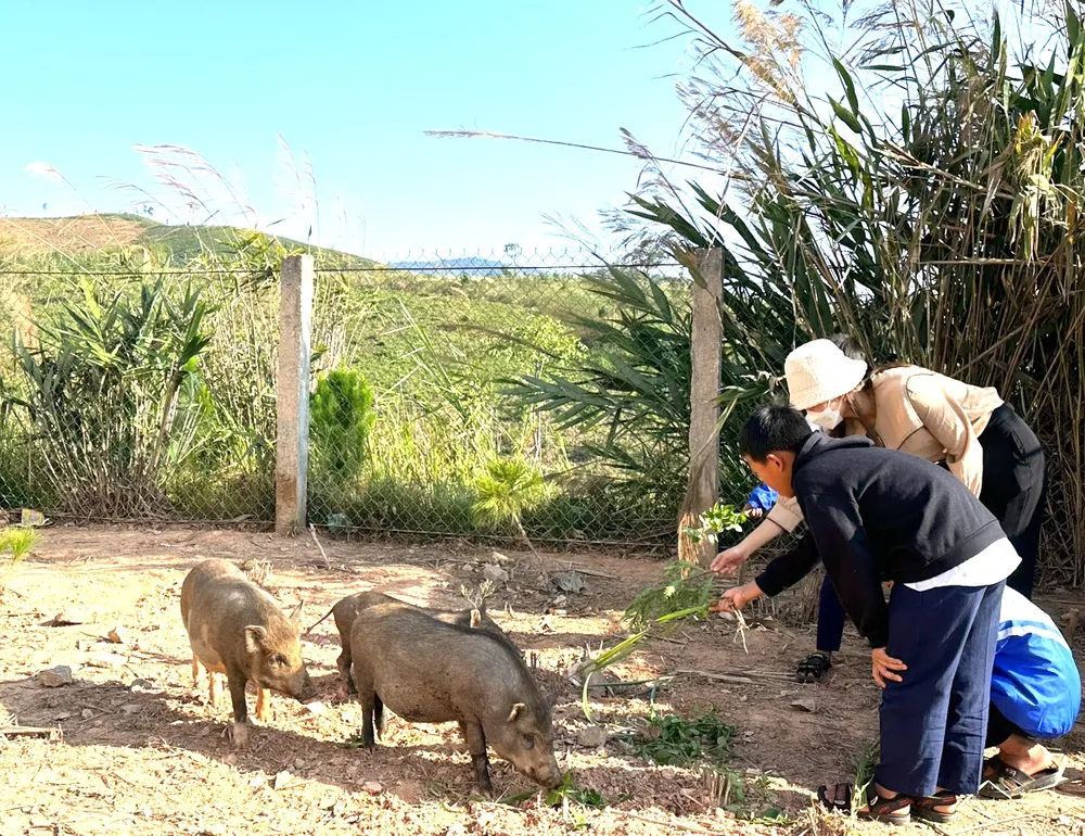 Giáo viên và học sinh Trường Tiểu học xã Đắk Hà cho heo ăn. Heo này sẽ được bán để nấu ăn miễn phí cho học sinh Xơ Đăng