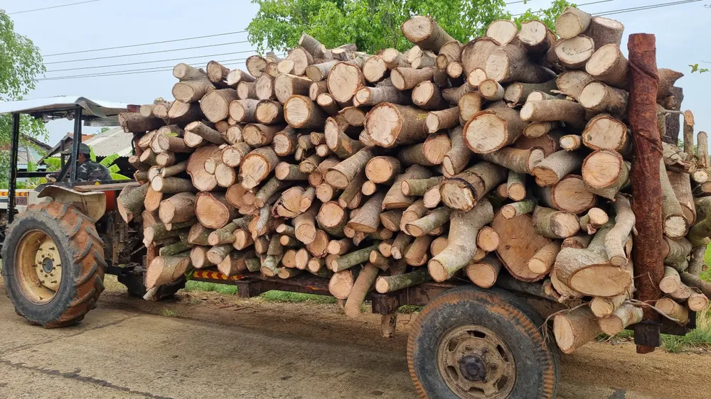 Cây điều bị chặt bỏ