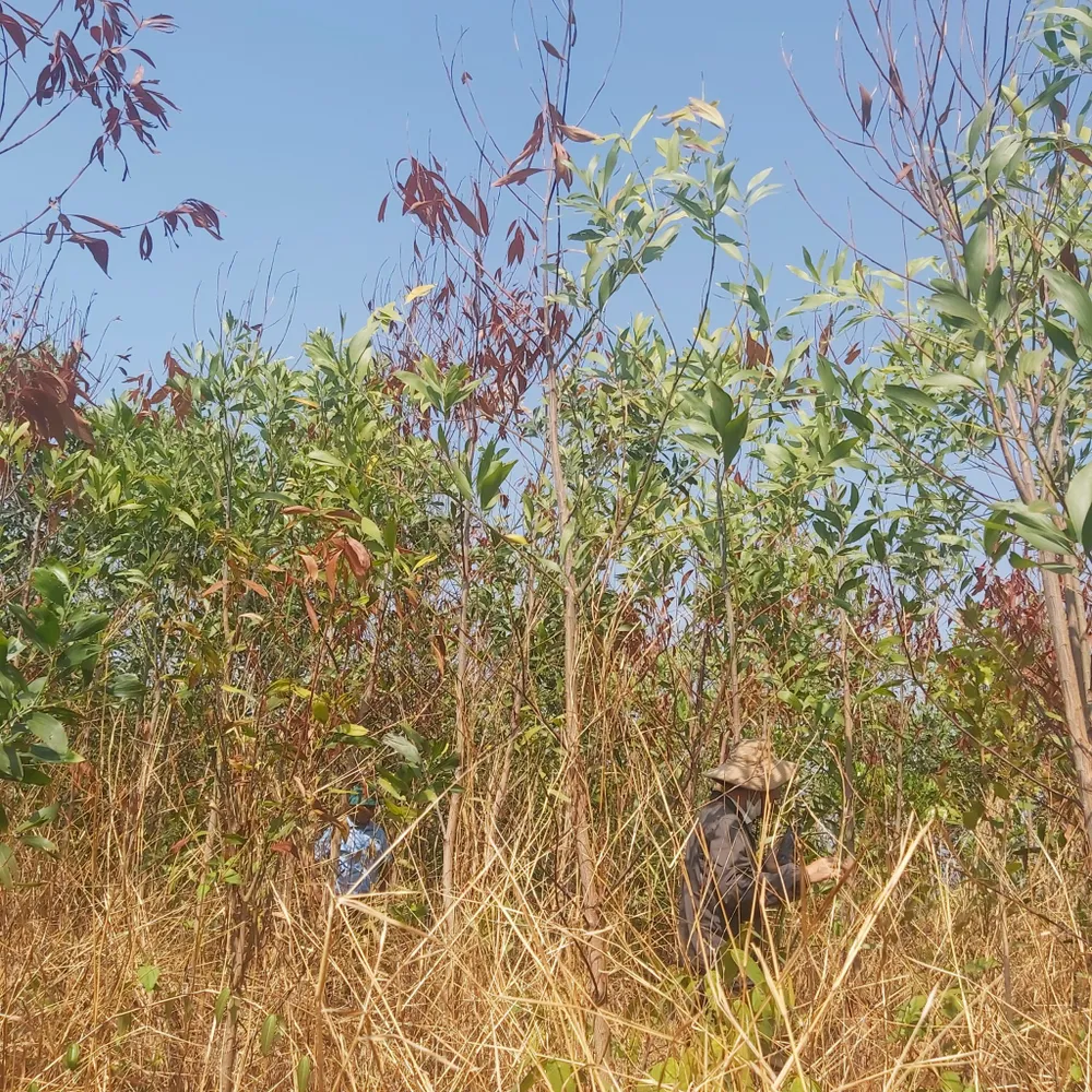 Một phần diện tích rừng bị chết