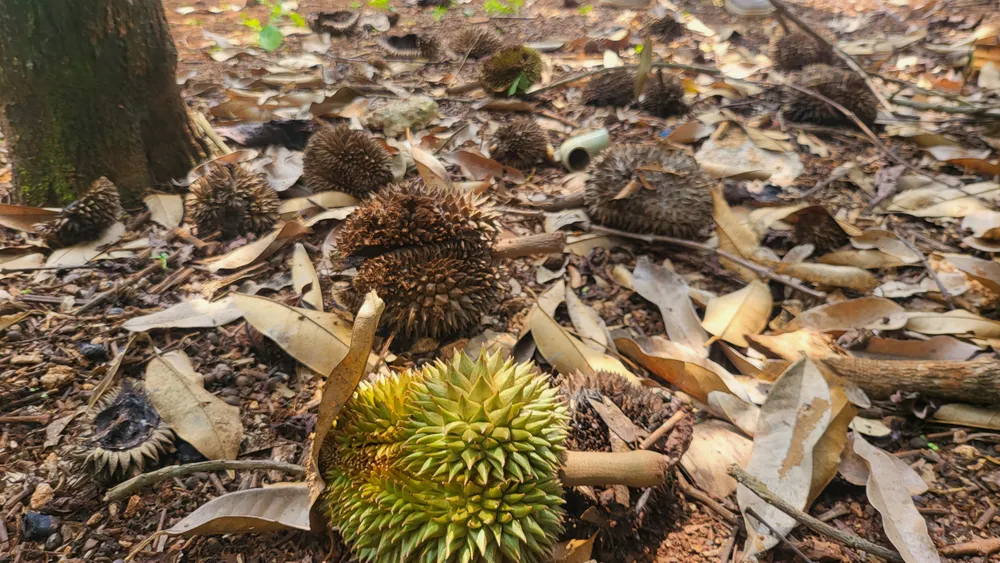 Quả sầu riêng non bị rụng