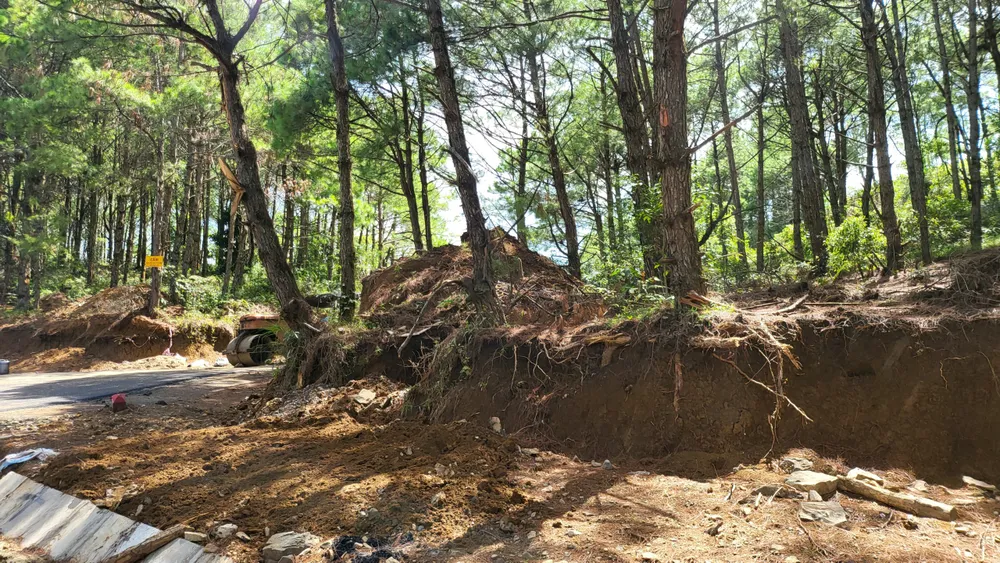 Rừng thông bị khoét sâu