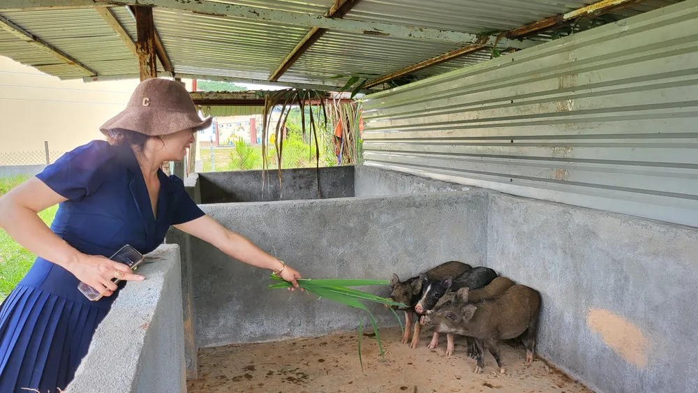 4 con heo đang giai đoạn có thể sinh sản do bạn đọc Báo SGGP tặng đã được đưa về trường nuôi 4 con heo đang giai đoạn có thể sinh sản do bạn đọc Báo SGGP tặng đã được đưa về trường nuôi