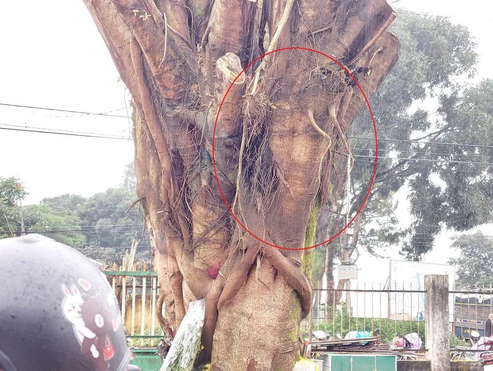 Cây si có hình dạng "giống mặt người" đã được di dời về trong khuôn viên nhà thờ Cây si có hình dạng "giống mặt người" đã được di dời về trong khuôn viên nhà thờ