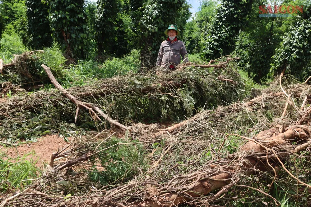 Cây trồng dưới hạ du của dân bị cuốn ngã đổ