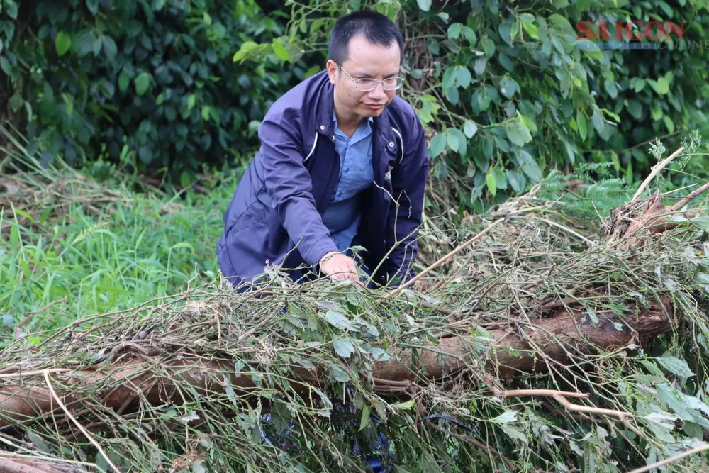 Hồ tiêu của người dân bị ảnh hưởng