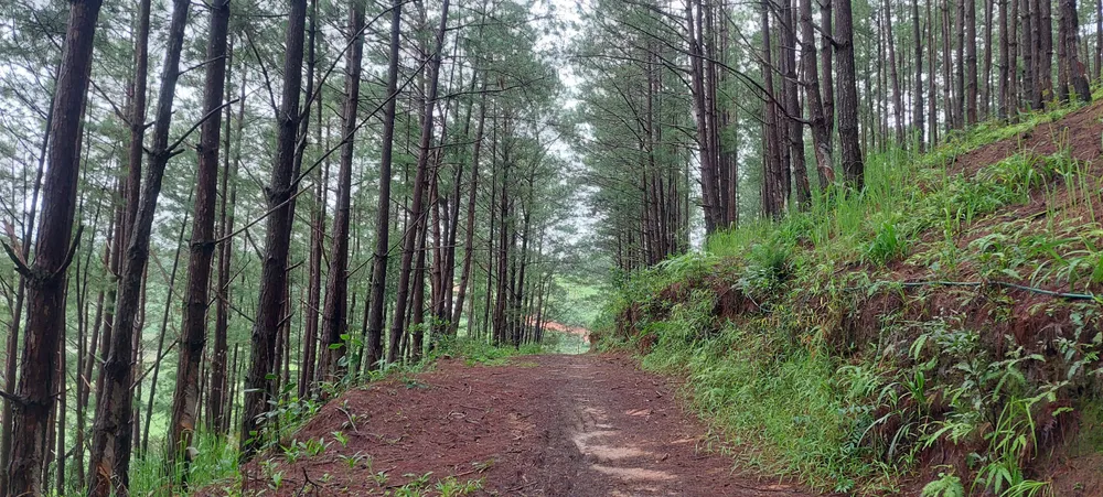 Diện tích thông trồng ngoài diện tích cho thuê ở Tu Mơ Rông