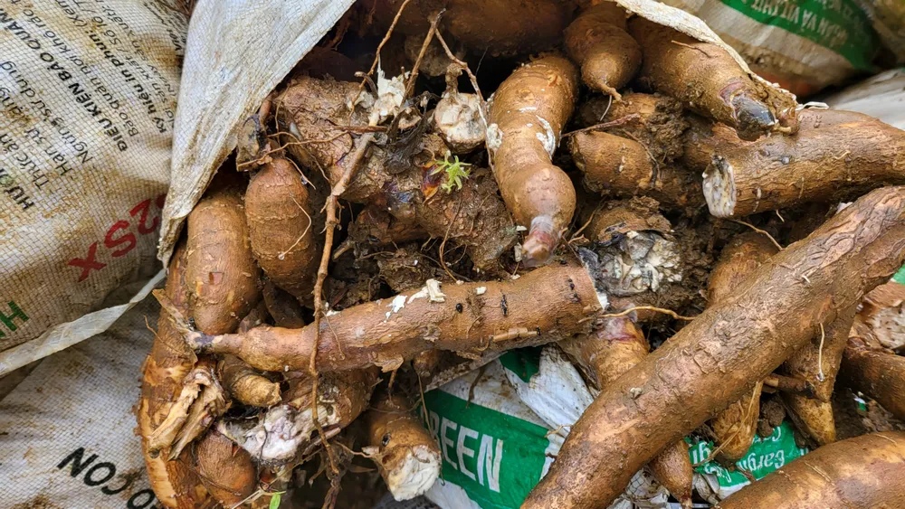 Mì đã bị thối