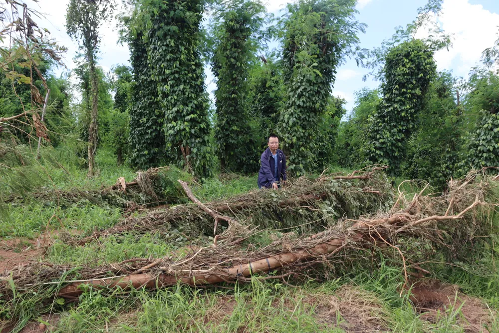 Hồ tiêu của dân bị ảnh hưởng do sự cố