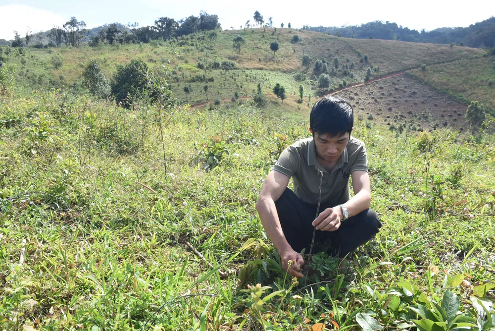 162709cây sơn tra trồng rừng tại tiểu khu 266 xã Đak Hà bị chết khá nhiều.JPG