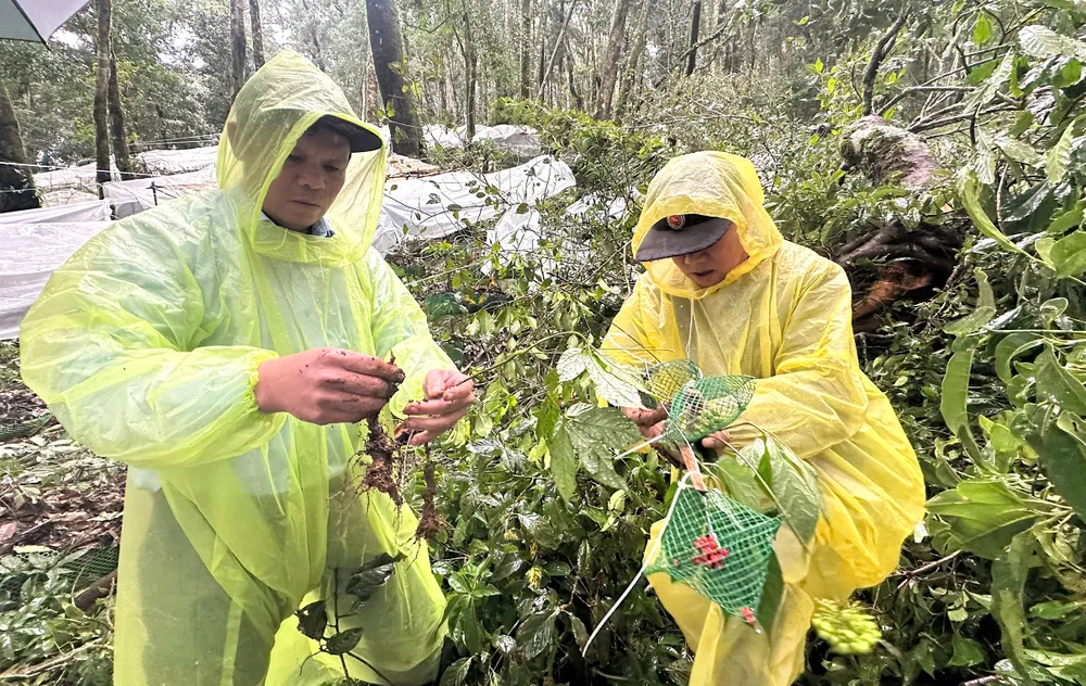 Ông Nguyễn Đức Tuy (bên trái), Phó Bí thư Tỉnh ủy Quảng Ngãi kiểm tra sâm bị thiệt hại do bão tại khu vực rừng già ở xã Măng Ri. Ảnh: PXQ