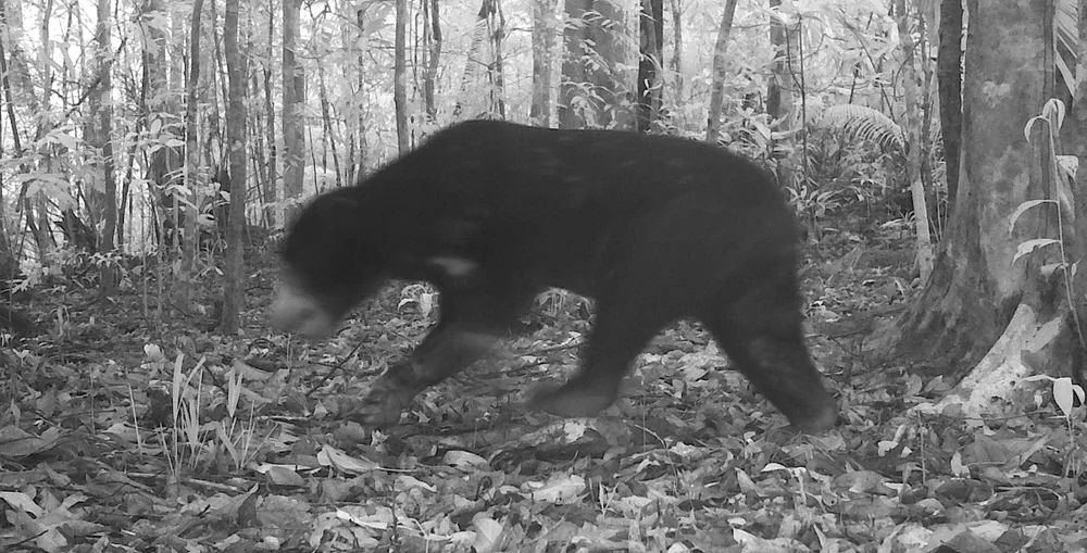 Cá thể gấu ngựa vừa được phát hiện tại Vườn Quốc gia Chư Mom Ray thông qua bẫy ảnh