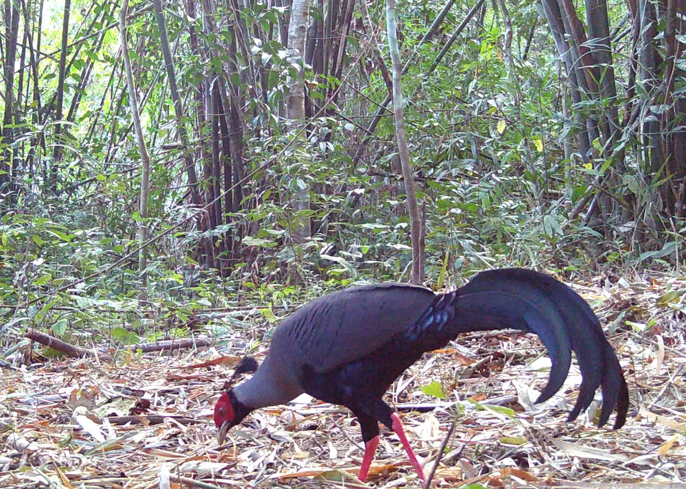 Gà lôi hồng tía -1.jpg