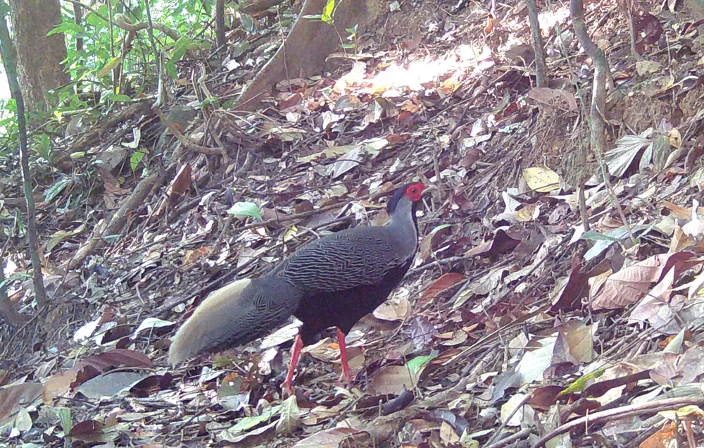 Gà lôi vằn -2.jpg