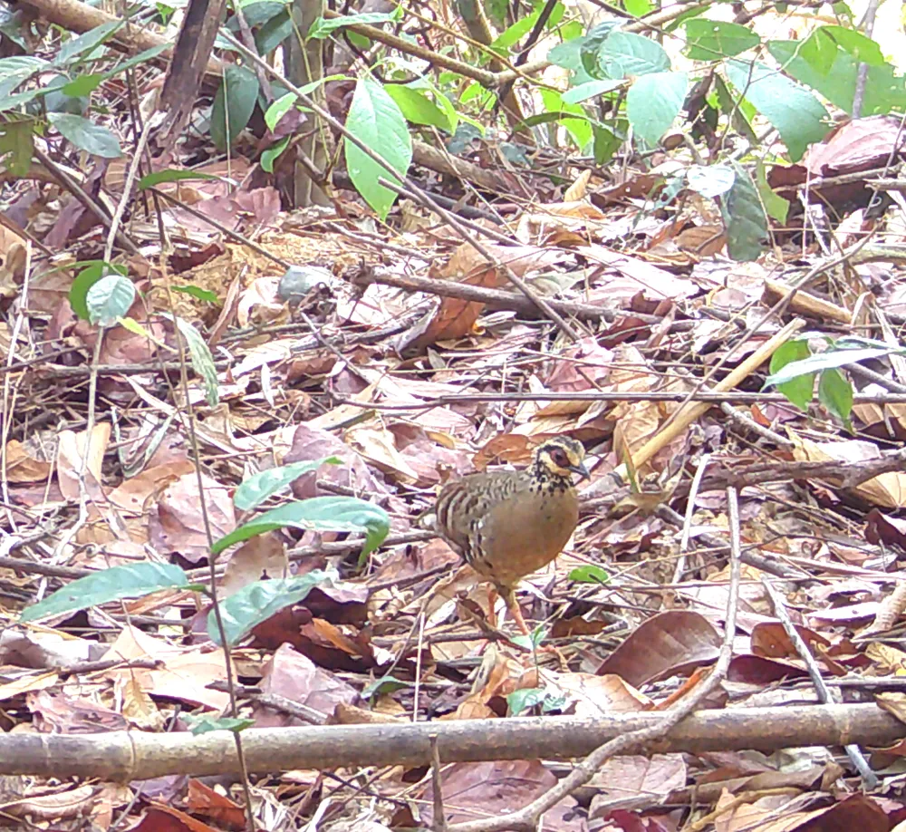 Gà so họng trắng.JPG
