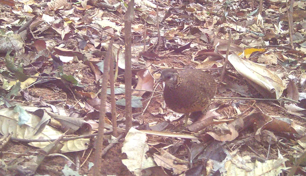 Gà so ngực gù.JPG