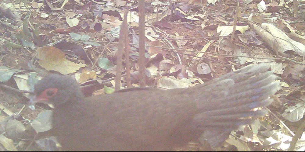 Gà tiền mặt đỏ.jpg