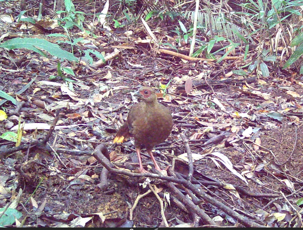 Gà tiền mặt vàng.JPG