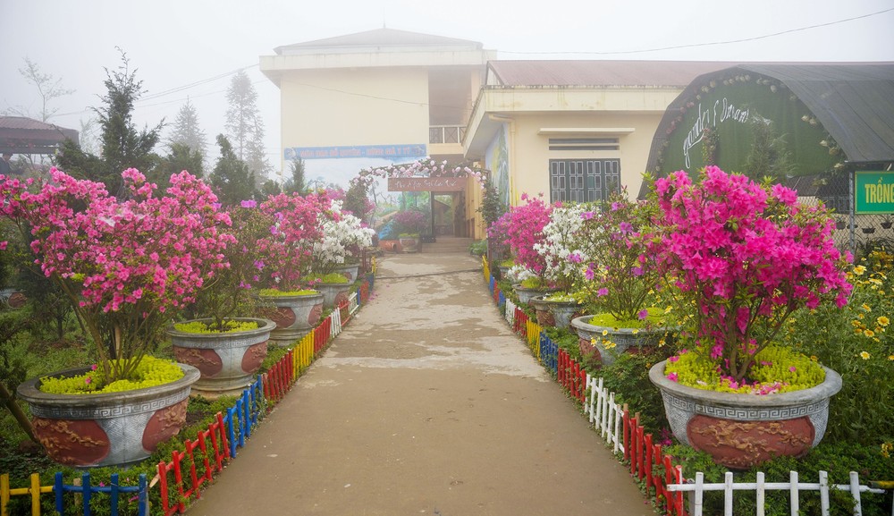 “Rhododendron school” a tourism hit in Lao Cai ảnh 8