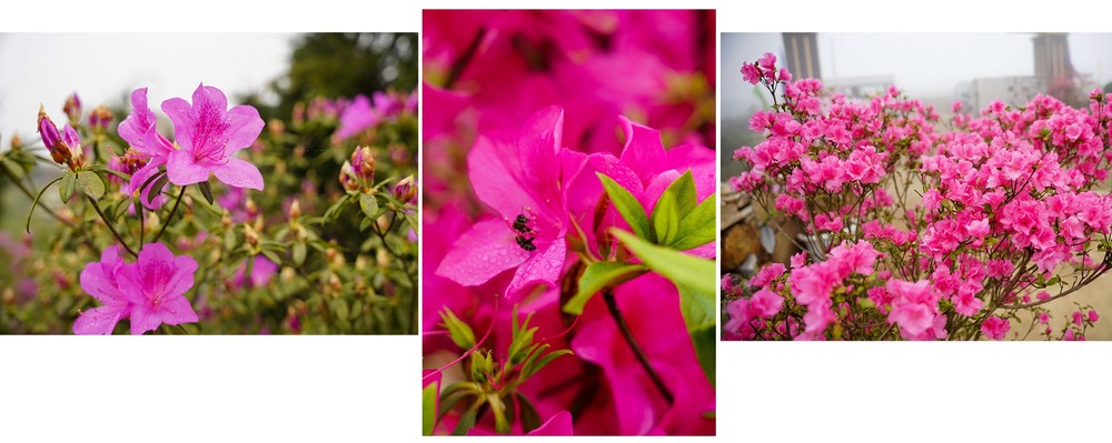 “Rhododendron school” a tourism hit in Lao Cai ảnh 2