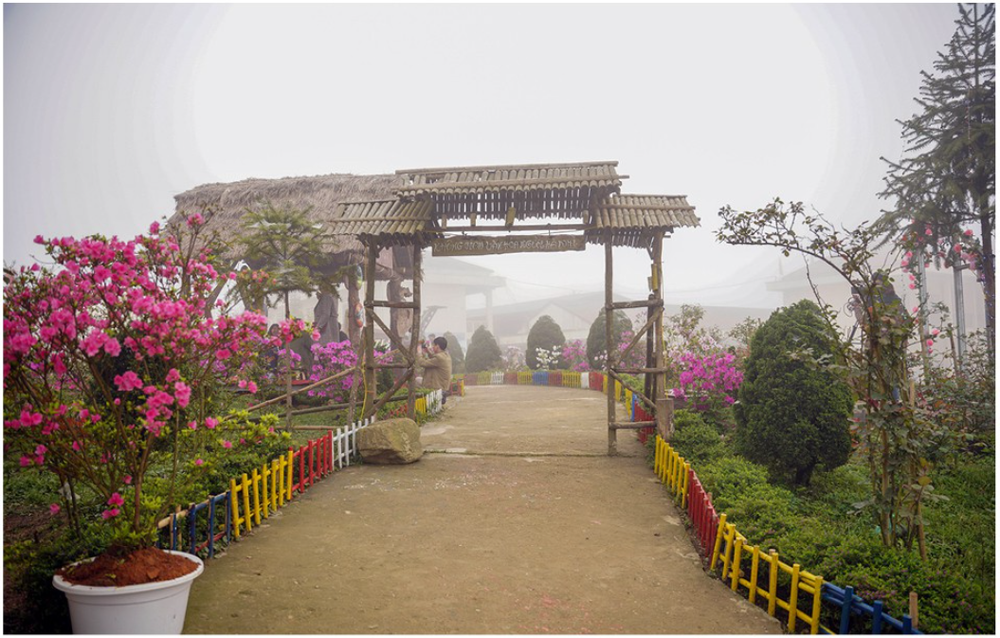 “Rhododendron school” a tourism hit in Lao Cai ảnh 5