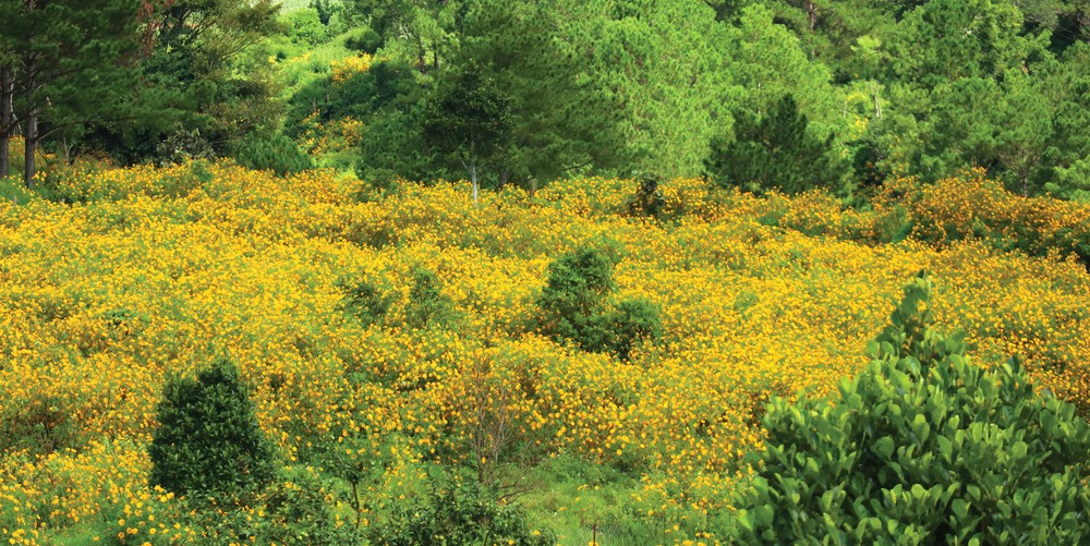 Blooming tree marigold in Da Lat ảnh 9