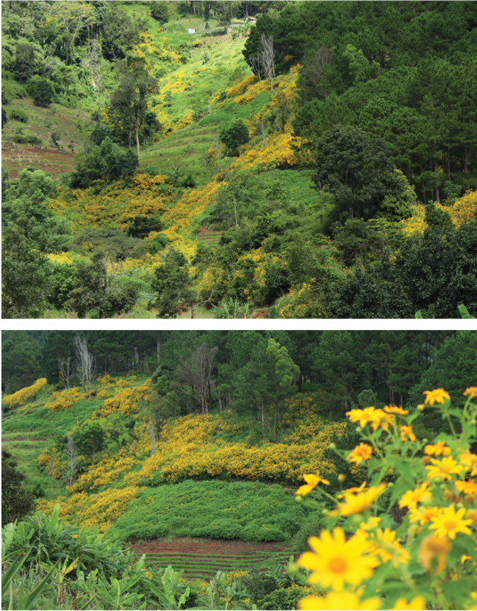 Blooming tree marigold in Da Lat ảnh 10