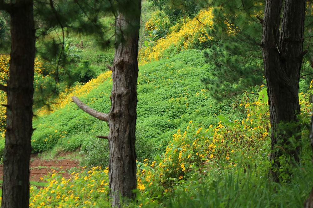 Blooming tree marigold in Da Lat ảnh 11