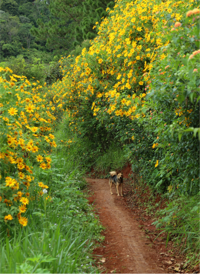 Blooming tree marigold in Da Lat ảnh 12