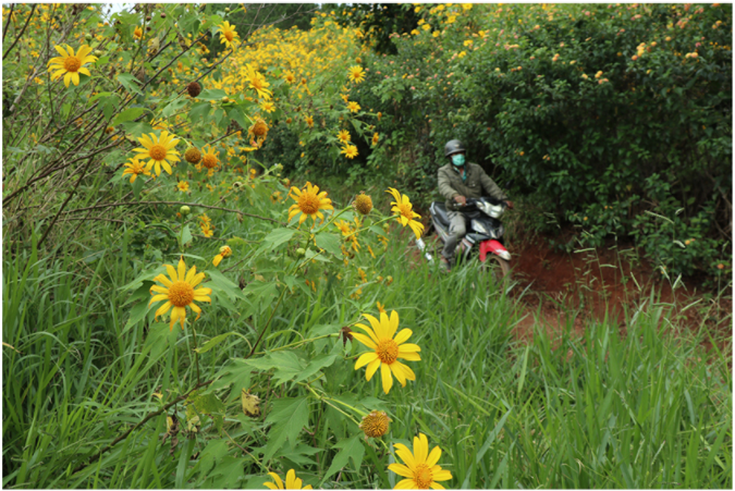 Blooming tree marigold in Da Lat ảnh 13